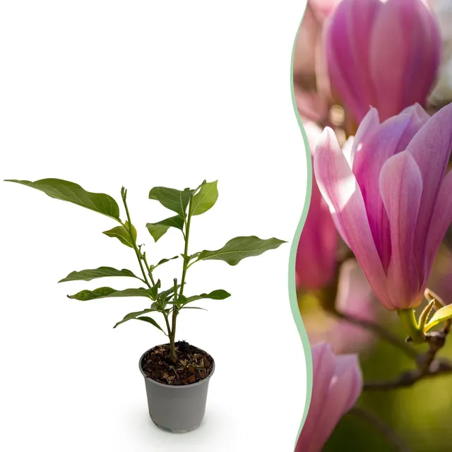 green-guardia-magnolia-heaven-scent-rosa-1-pflanze image 1