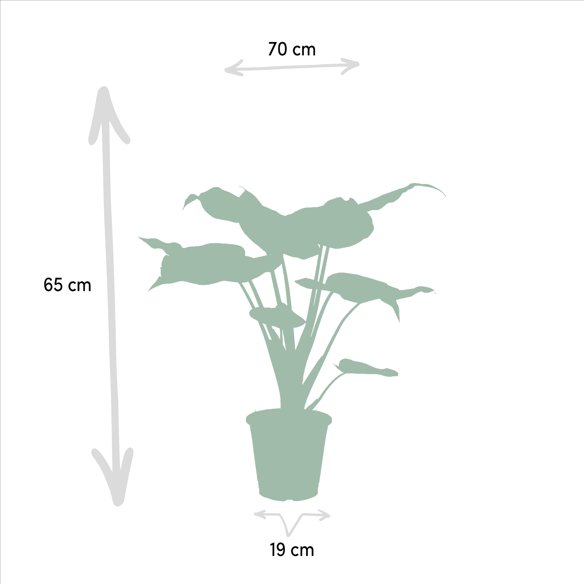 green-guardia-unsere-pflanzen-alocasia-set-3-pflanzen-60-75cm image 2