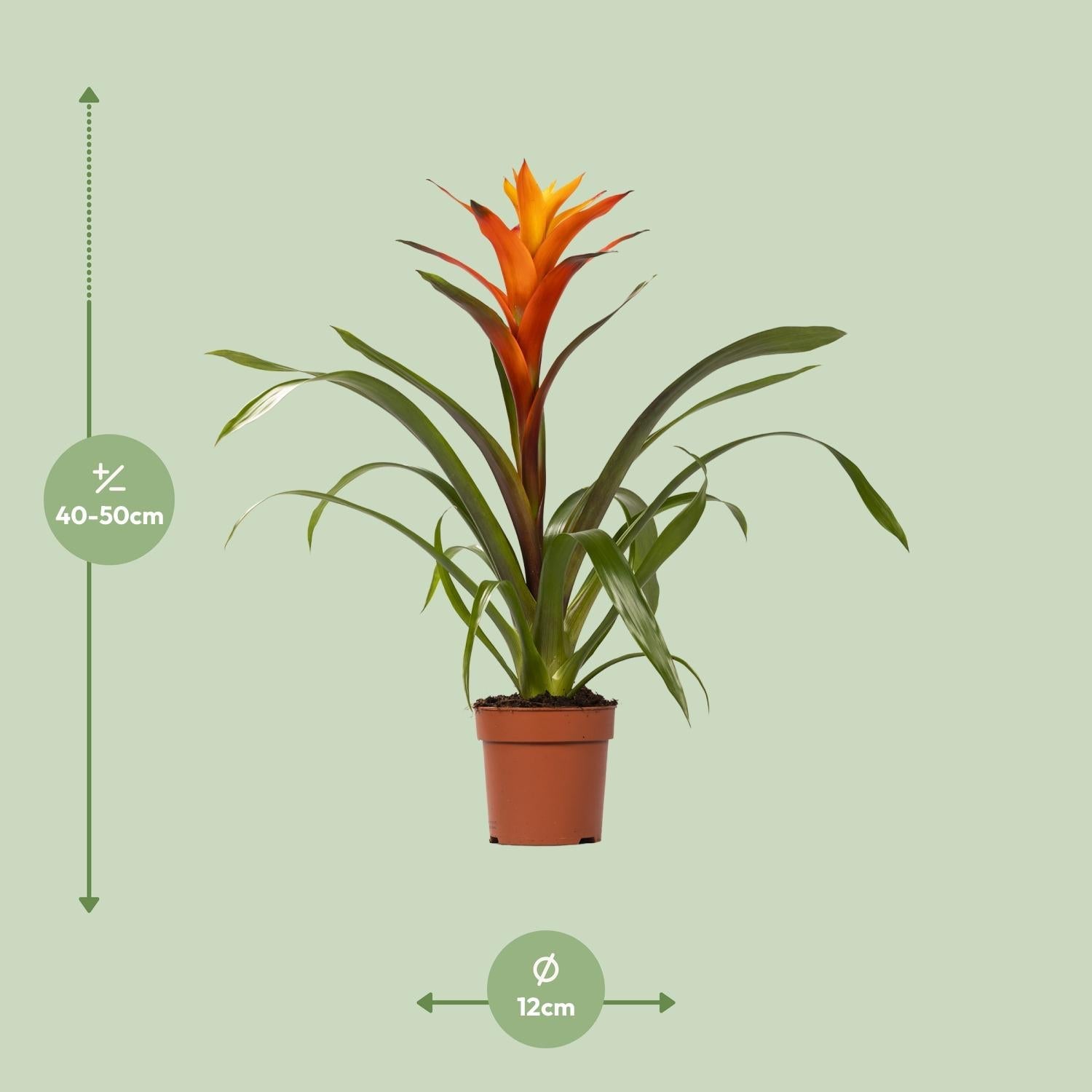 green-guardia-guzmania-bromelie-zimmerpflanze-crown-12cm image 5