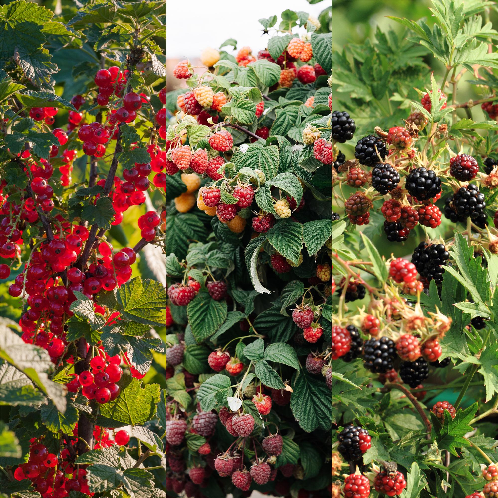 green-guardia-beerenpflanzen-mix-johannisbeere-himbeere-brombeere-3-pflanzen image 5