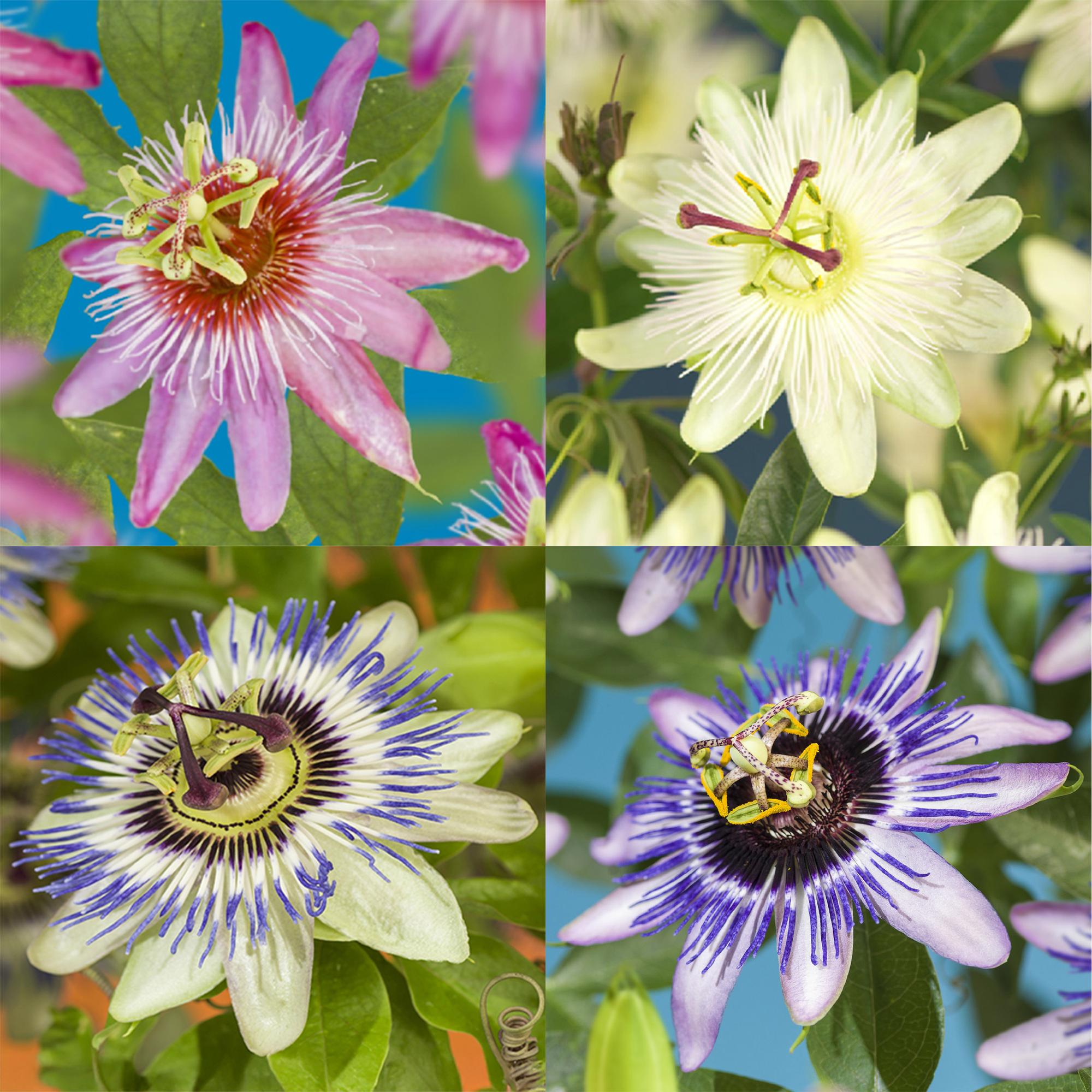 green-guardia-passiflora-rainbow-passionsblume-4-pflanzen-11cm image 3