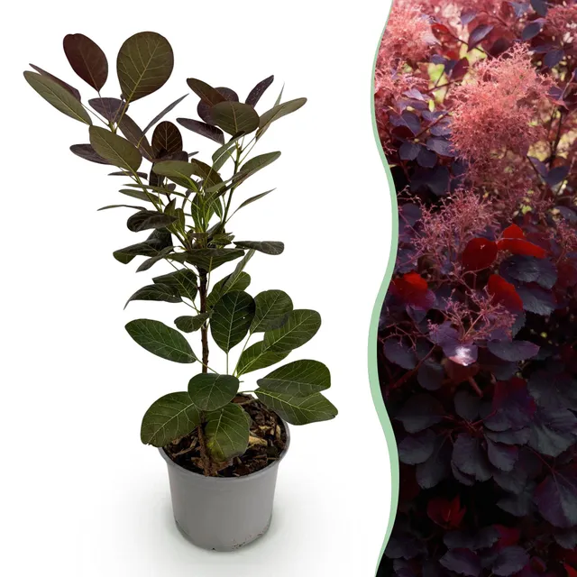 green-guardia-cotinus-royal-purple-zierstrauch-12-cm-topf-lila image 1