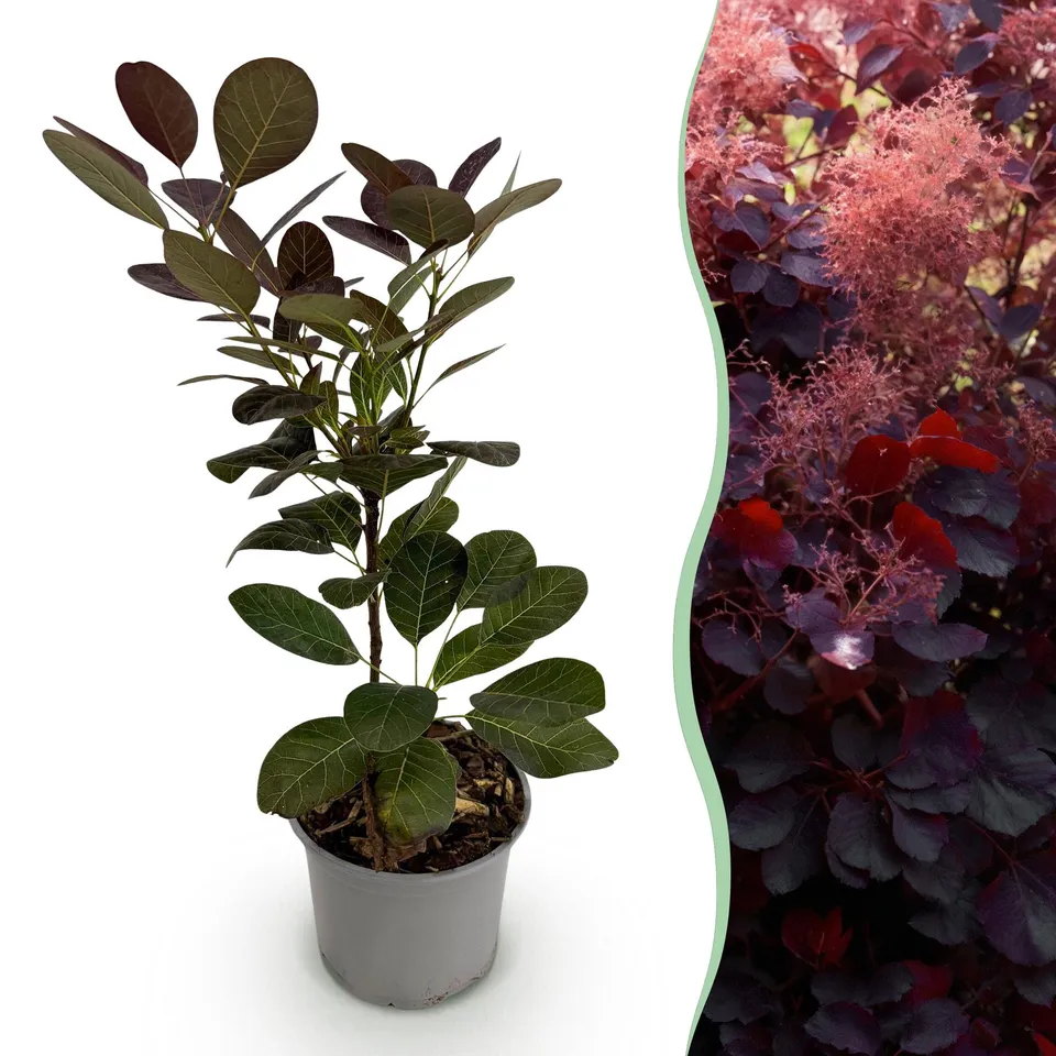 green-guardia-cotinus-royal-purple-zierstrauch-12-cm-topf-lila image 1