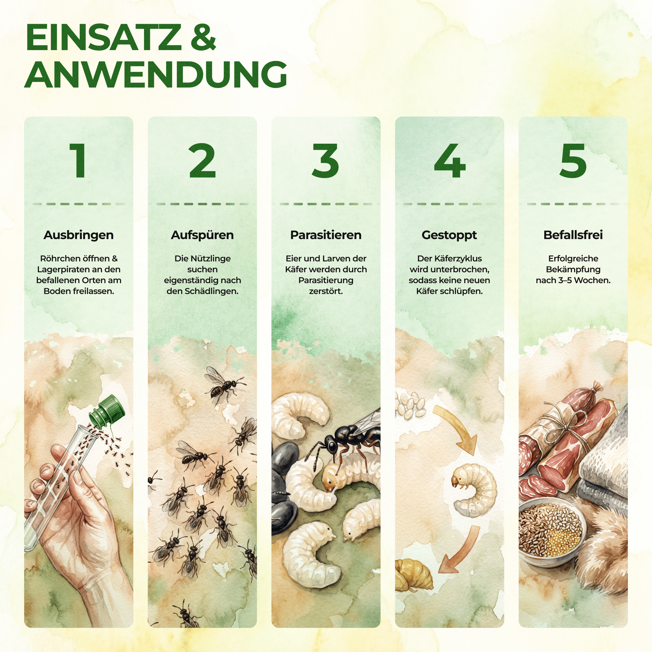 green-guardia-lagerpiraten-n-tzlinge-30-st-ck-gegen-speckk-fer image 3