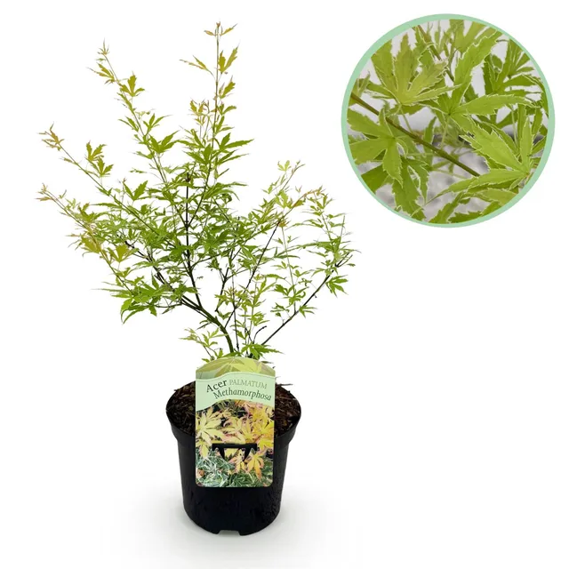 green-guardia-unsere-pflanzen-acer-metamorphosa-japanischer-ahorn-70cm image 1