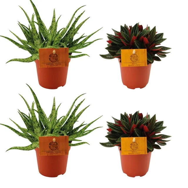 green-guardia-aloe-spider-peperomia-rosso-zimmerpflanzen-4er-set-10-5-cm image 1