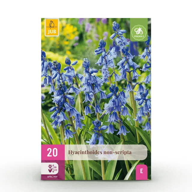 green-guardia-blumenzwiebeln-hyacinthoides-non-scripta-blau-20-st-ck image 1