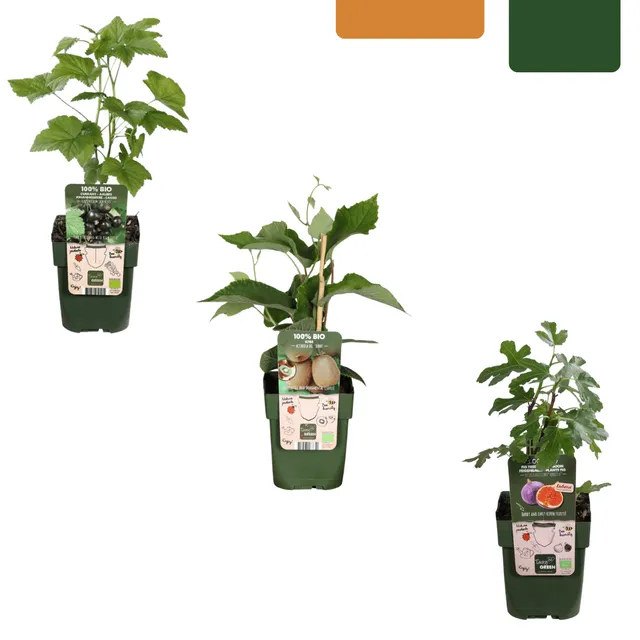 green-guardia-s-e-ernte-trio-bio-obstpflanzen-set-feige-kiwi-brombeere image 1
