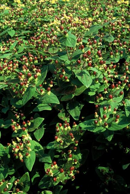 green-guardia-johanniskraut-beauty-zierstrauch-9-cm-topf image 5