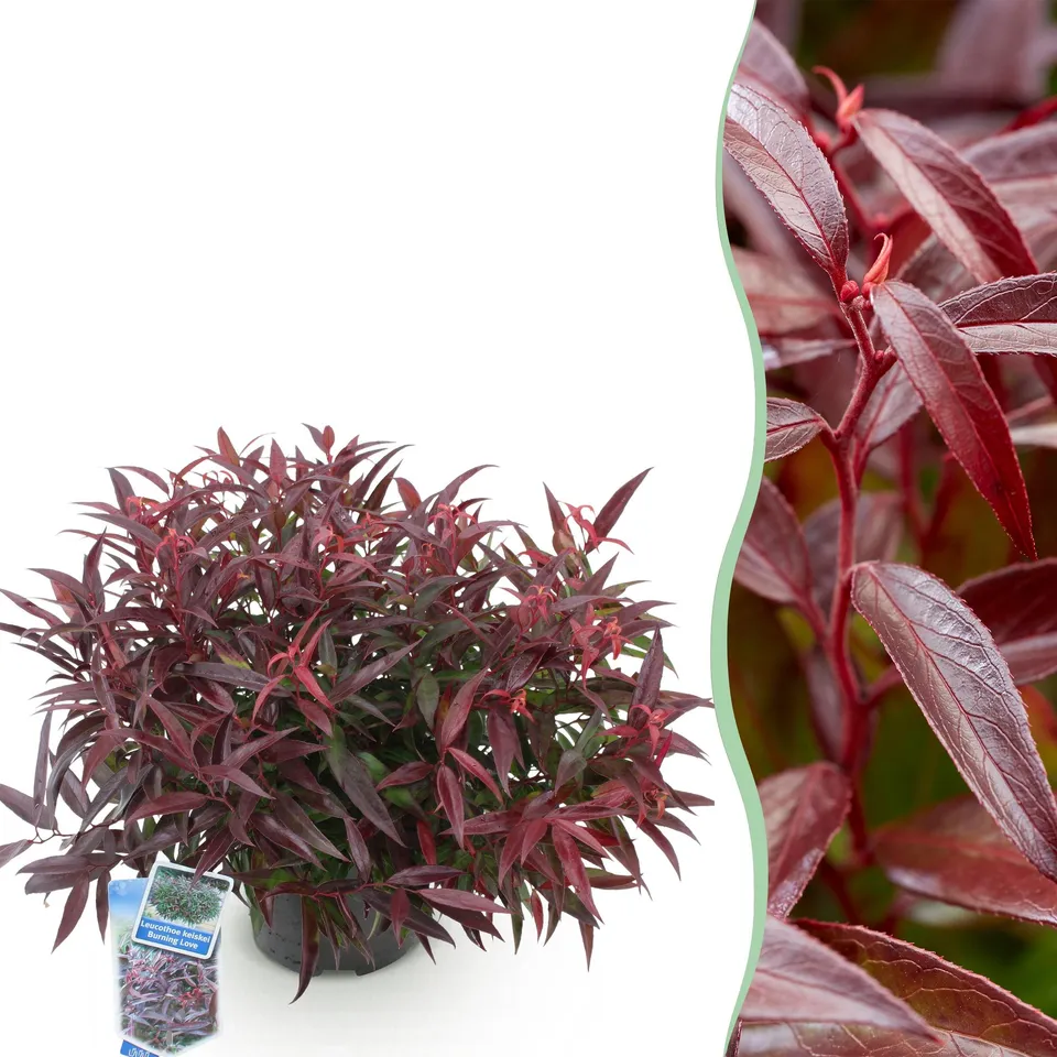 green-guardia-unsere-pflanzen-leucothoe-burning-love-1-pflanze-immergr-n image 1