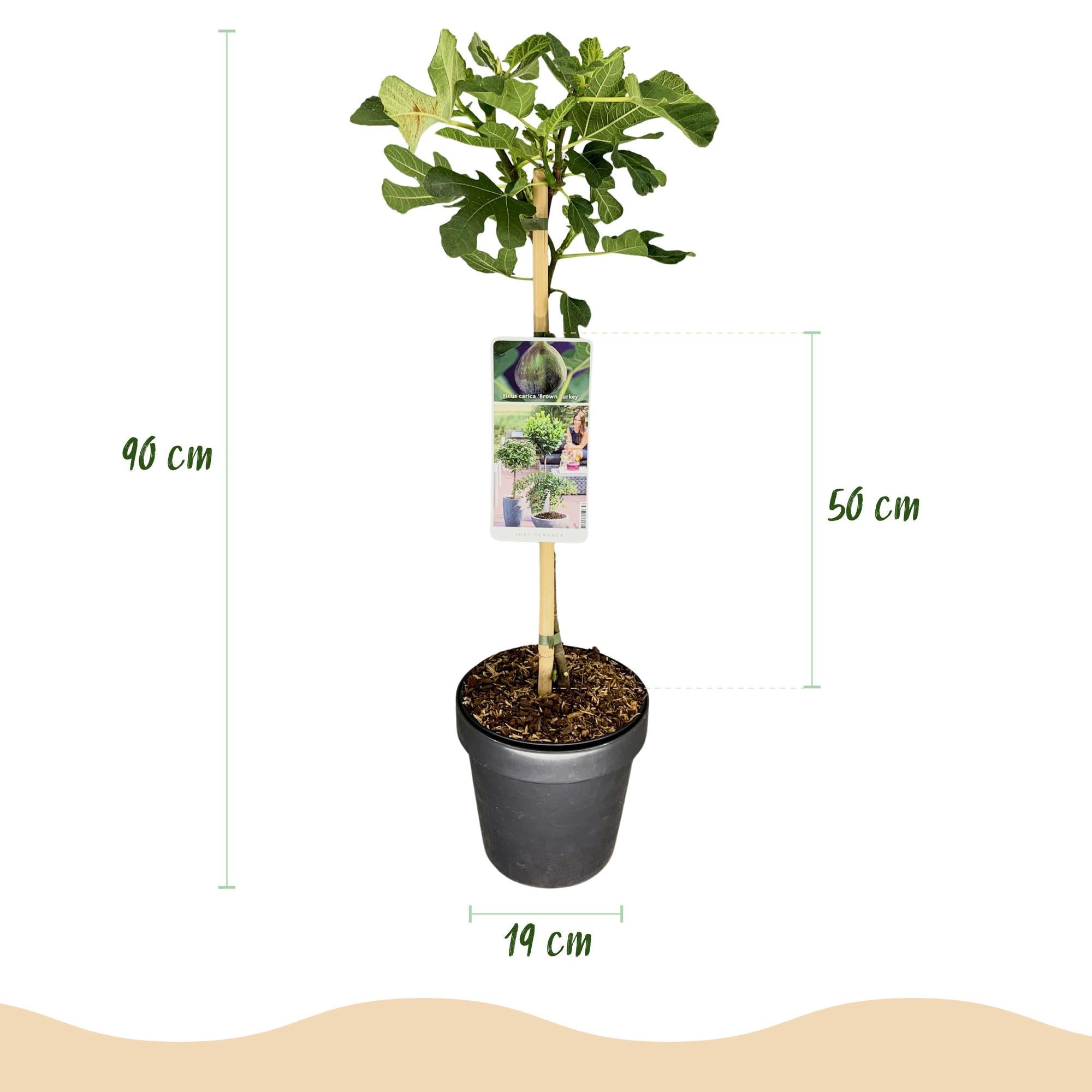 green-guardia-unsere-pflanzen-feigenbaum-brown-turkey-90cm-fruchtend image 3