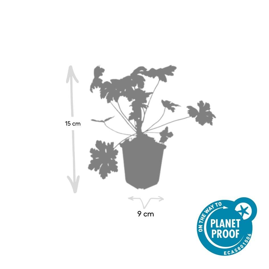 green-guardia-unsere-pflanzen-geranium-ingwersen-bodendecker-9cm image 2