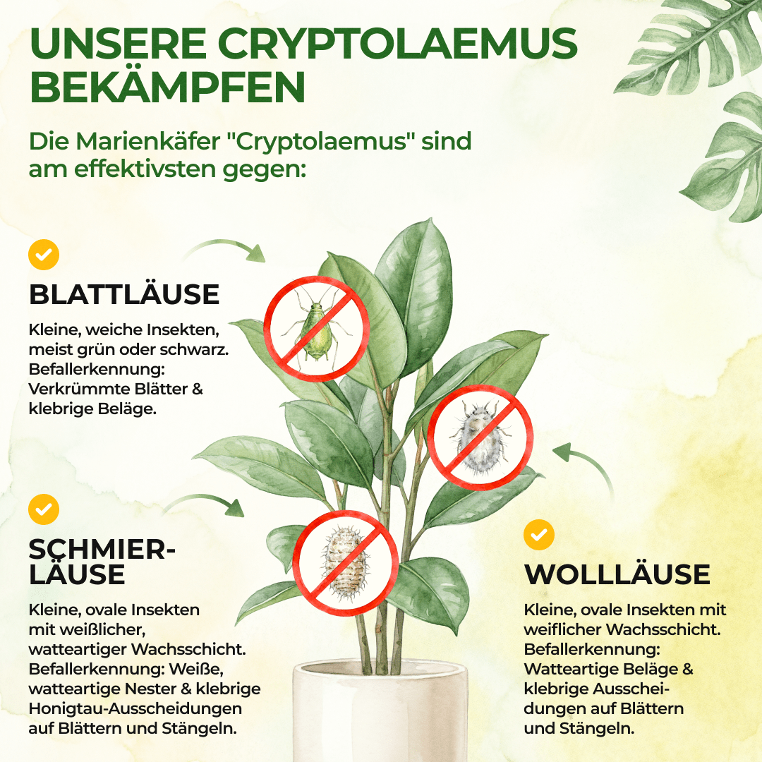 green-guardia-marienk-fer-gegen-wolll-use-10-n-tzlinge-5-m image 2