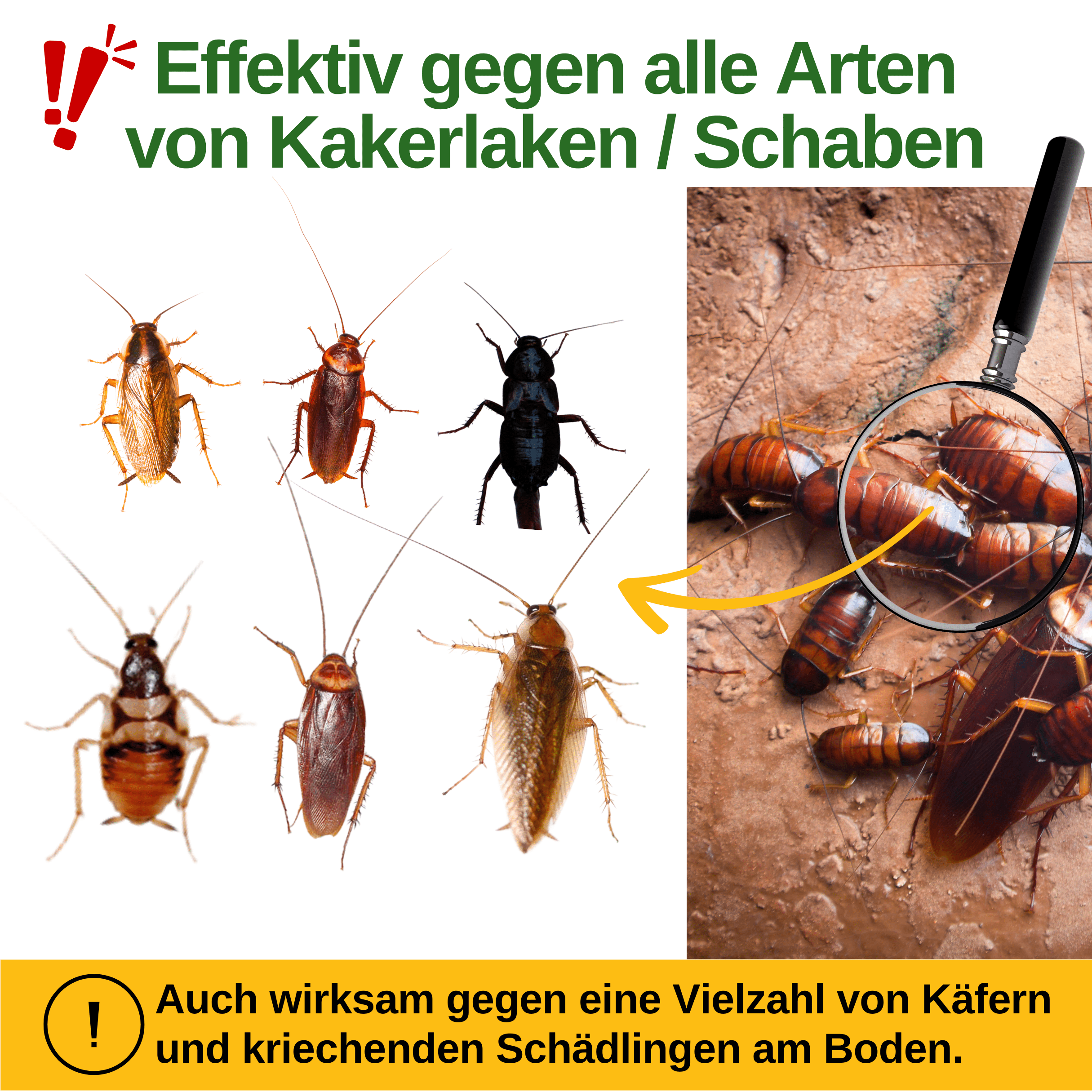 green-guardia-mehrweg-fallen-kakerlaken-schaben-falle-1x image 2