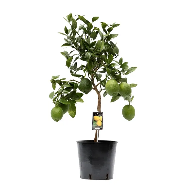 green-guardia-unsere-pflanzen-zitronenbaum-citrus-lemon-35-cm image 1