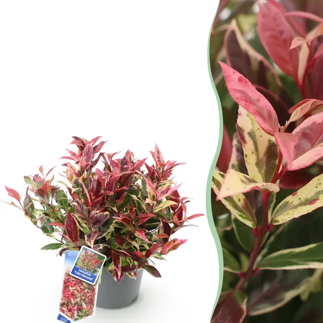 green-guardia-leucothoe-colour-diamond-zierstrauch-17cm-immergr-n image 1