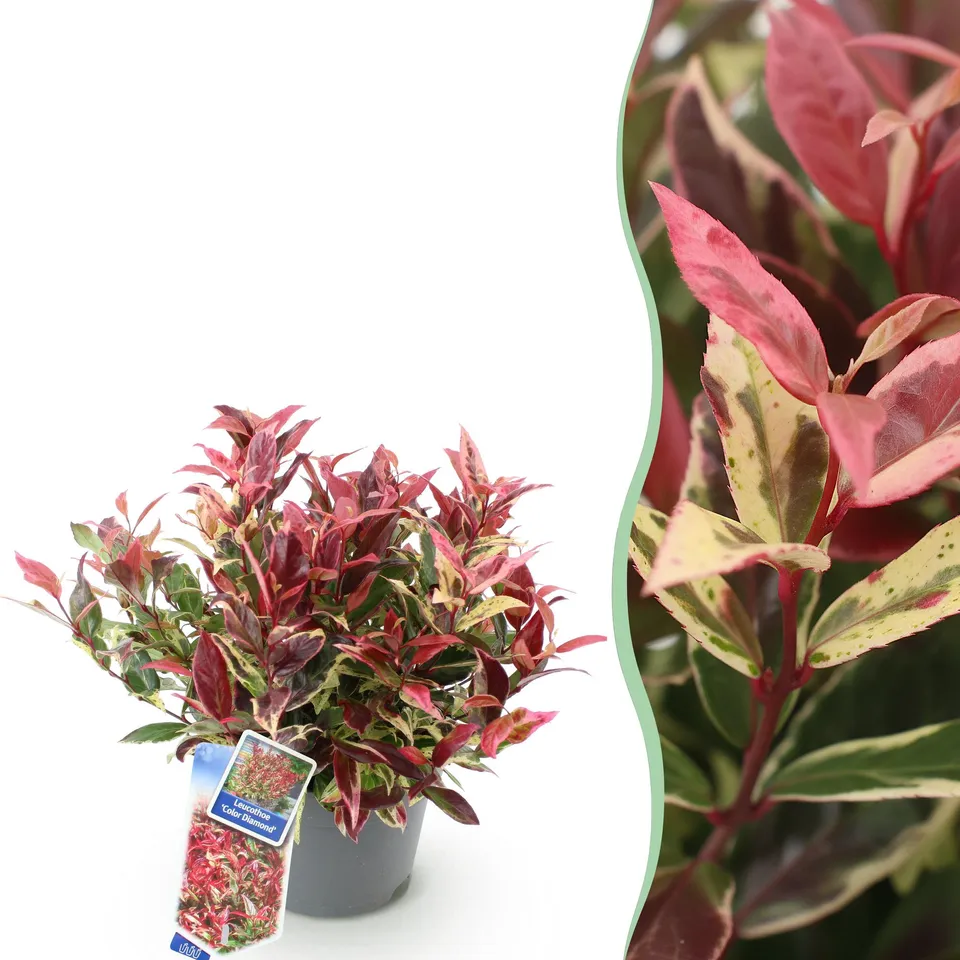 green-guardia-leucothoe-colour-diamond-zierstrauch-17cm-immergr-n image 1