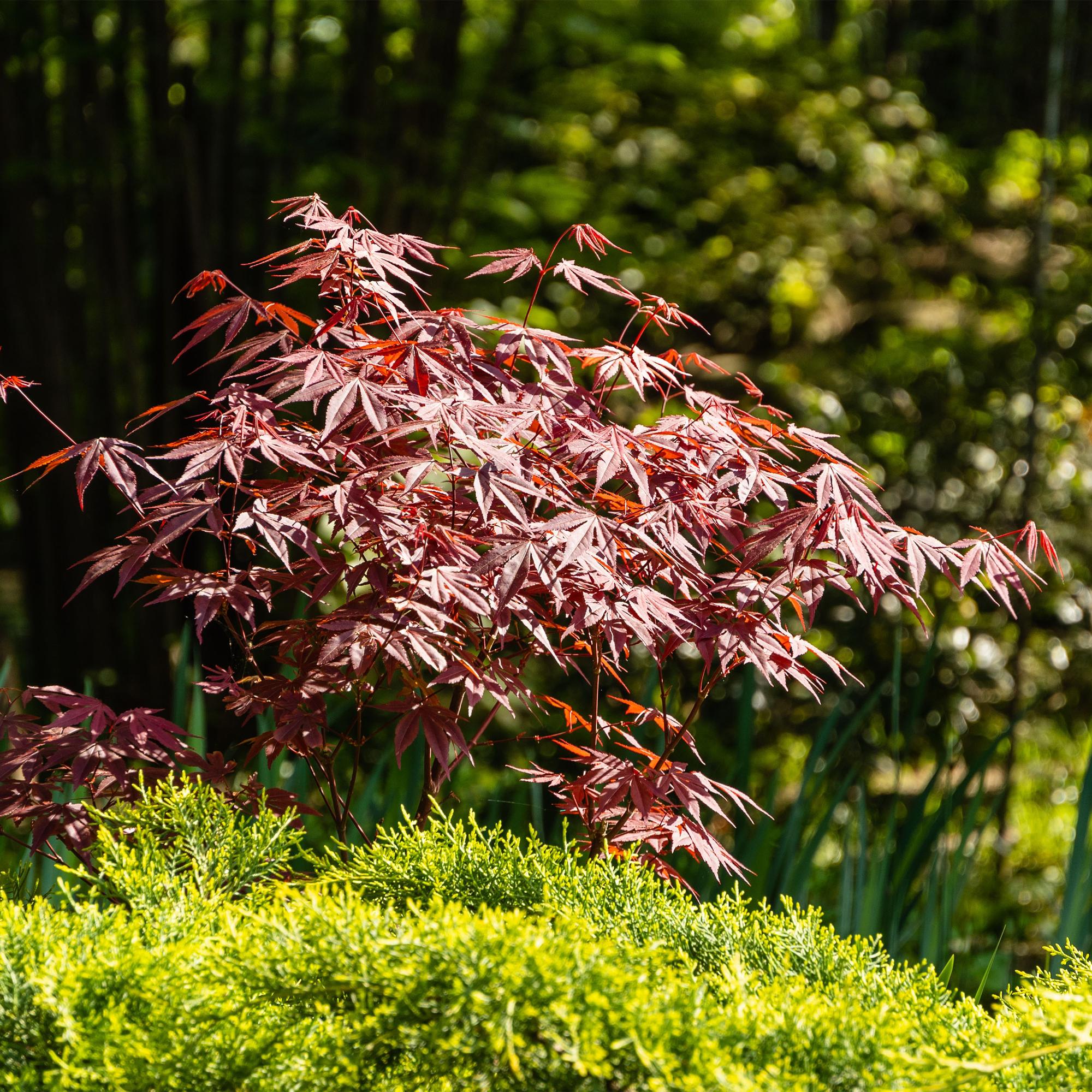 green-guardia-unsere-pflanzen-japanischer-ahorn-atropurpureum-70-cm image 4