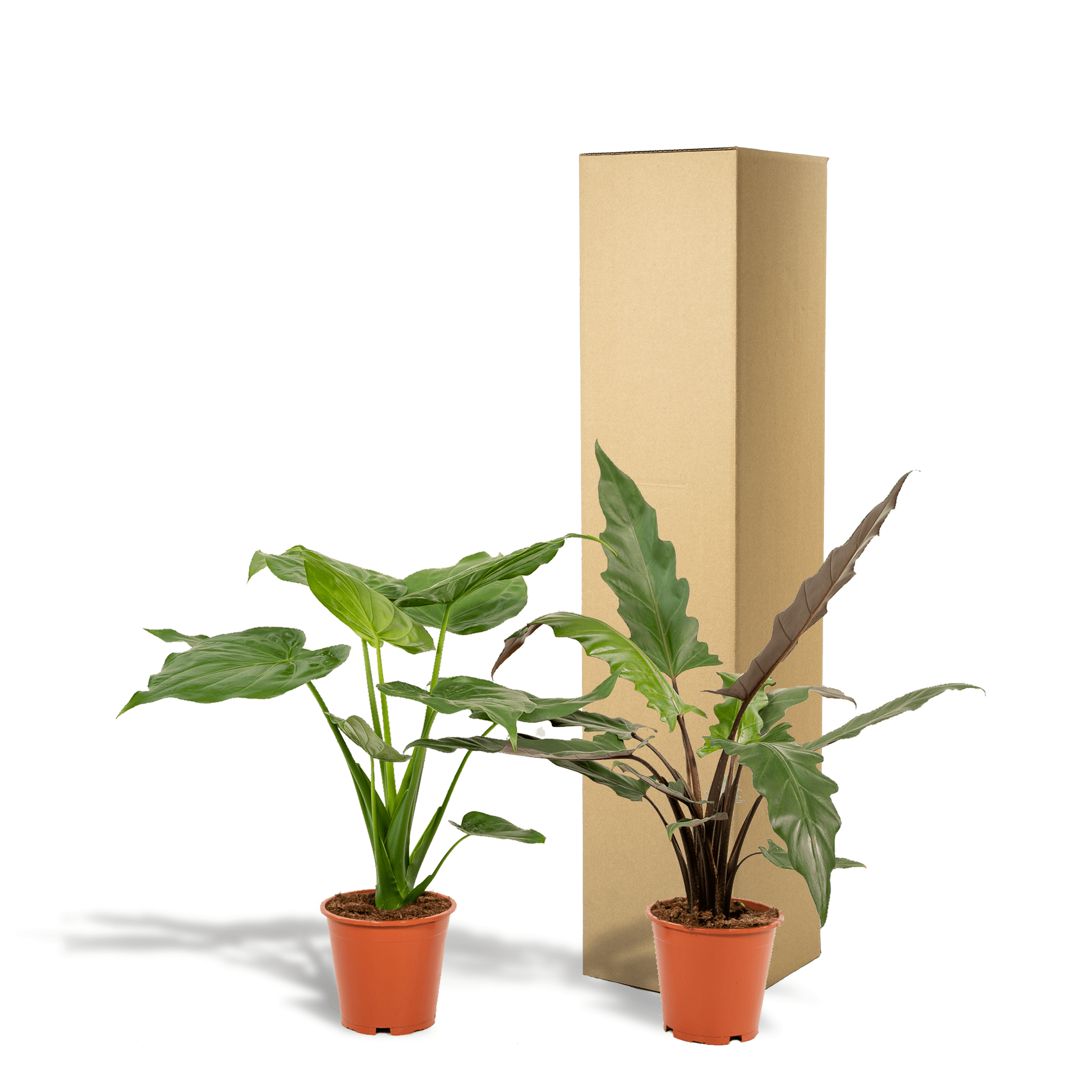 green-guardia-alocasia-elefantenohr-zimmerpflanze-2-pfl-19cm image 4