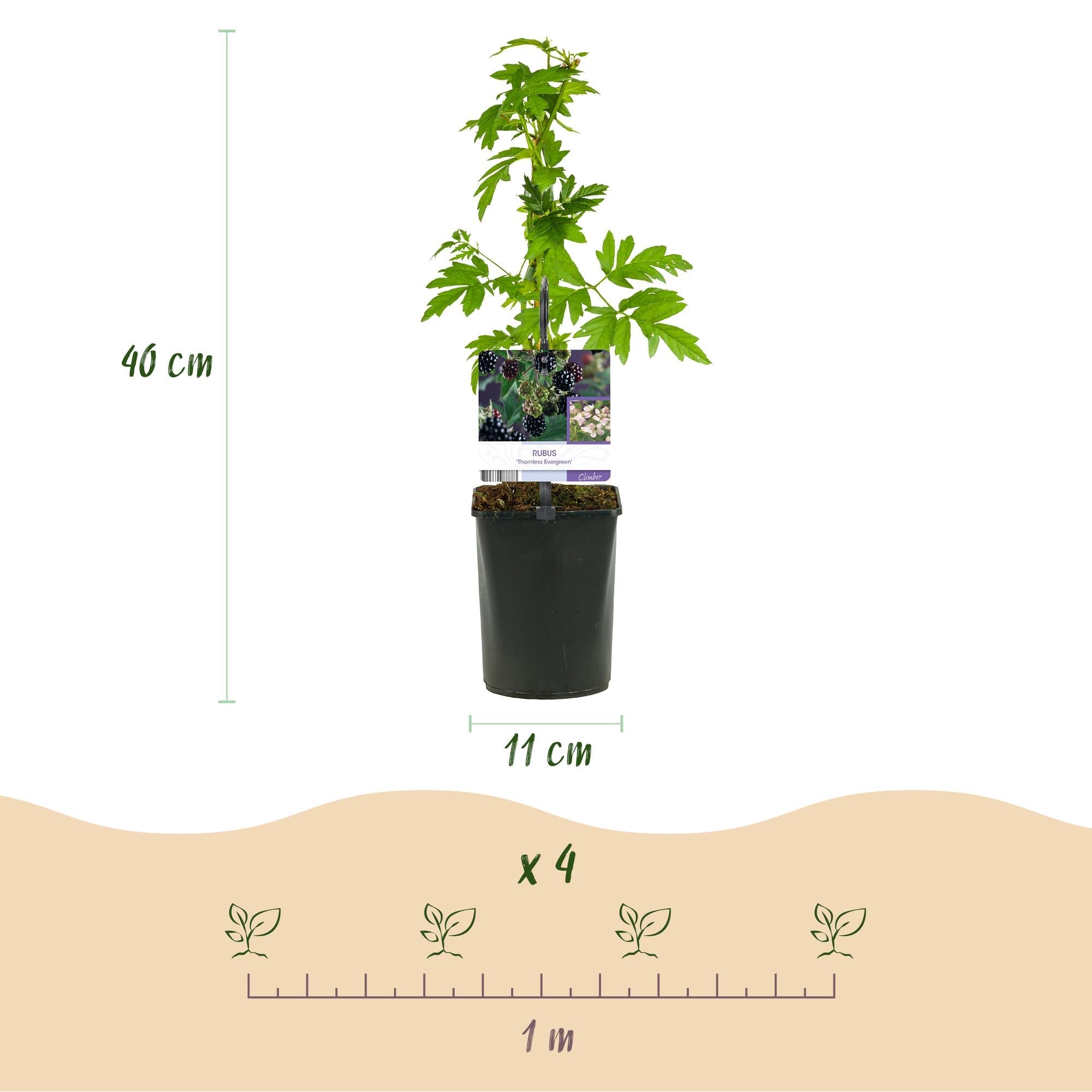 green-guardia-rubus-thornfree-brombeere-dornlos-2-pfl-11cm image 5