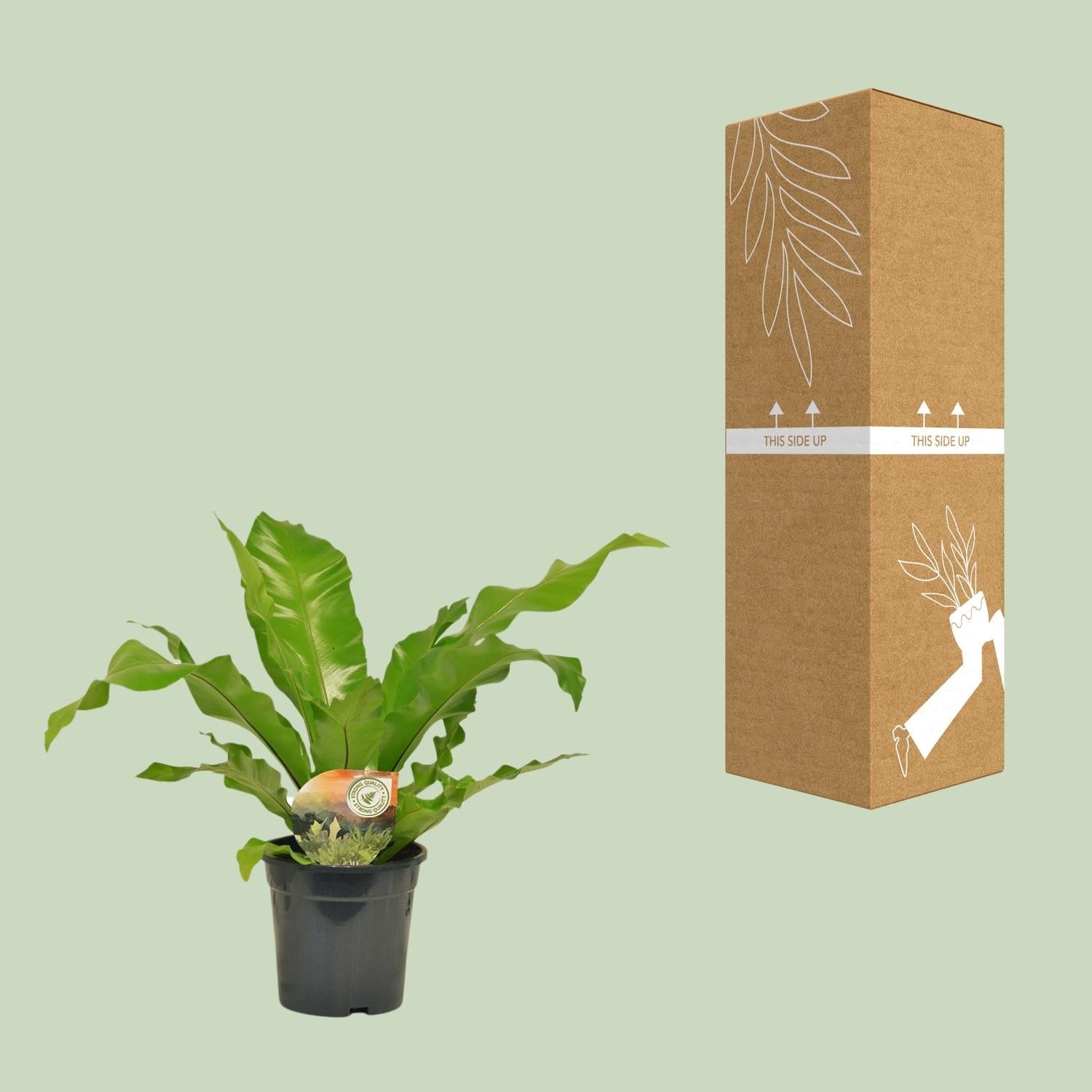 green-guardia-asplenium-nestfarn-zimmerpflanze-17cm-60cm image 3