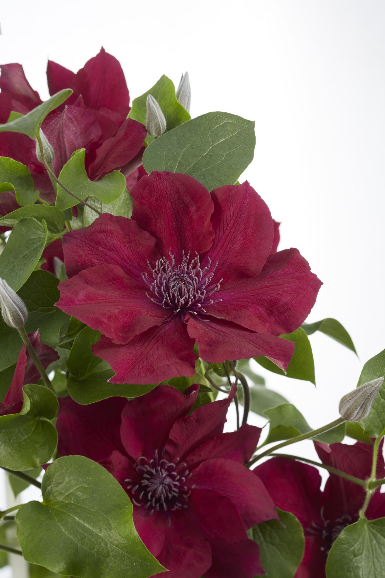 green-guardia-clematis-nubia-rot-kletterpflanze-65cm-k-bel image 3