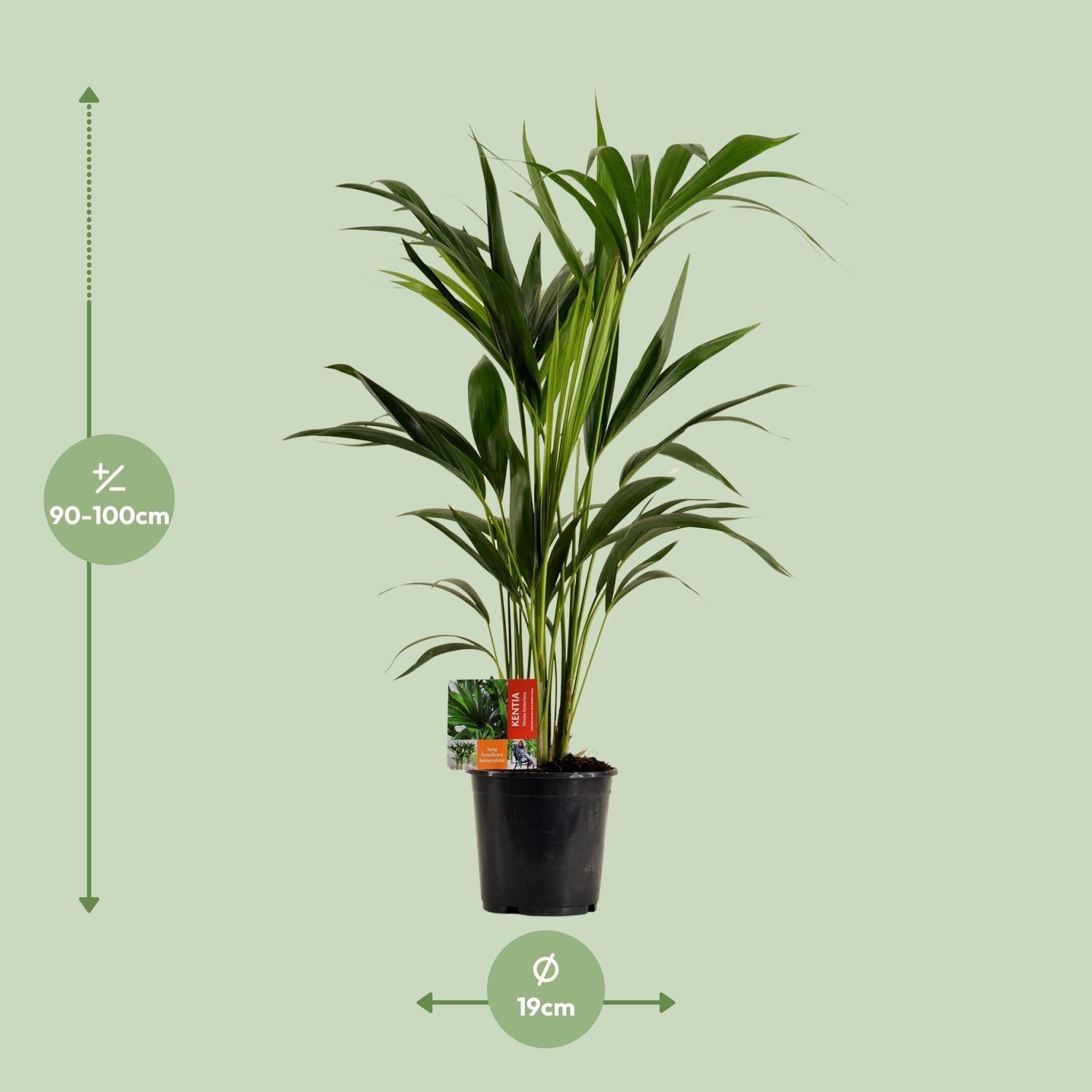 green-guardia-unsere-pflanzen-howea-kentia-palme-zimmerpalme-110-cm image 4