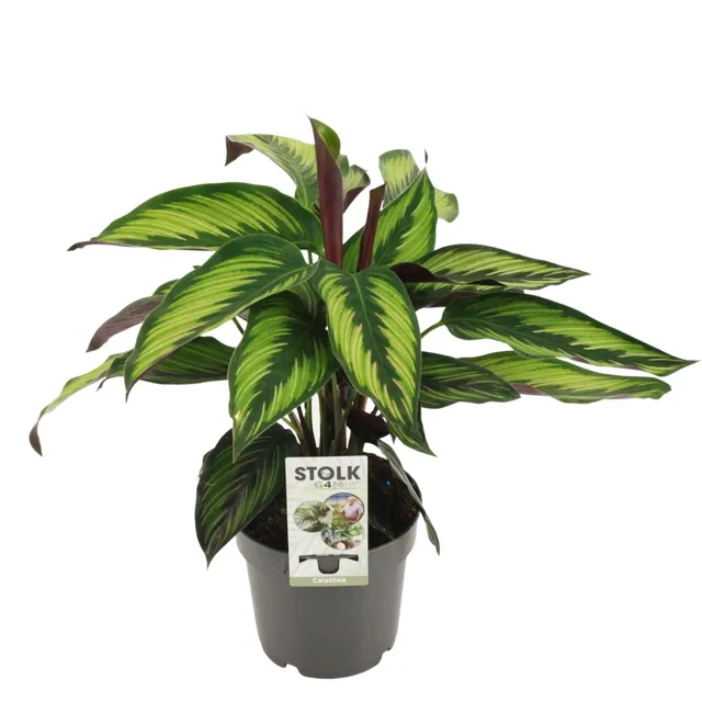 green-guardia-princeps-calathea-45cm-14cm-topf-zimmerpflanze image 1