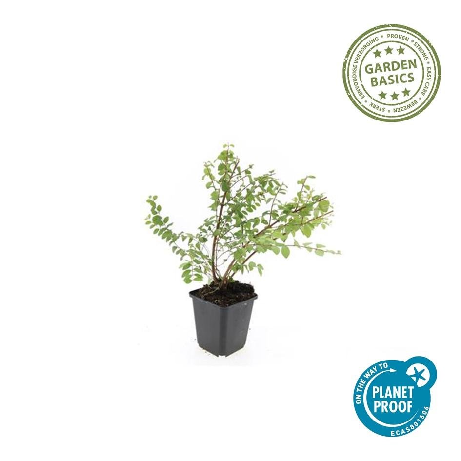 green-guardia-unsere-pflanzen-symphoricarpos-hancock-bodendecker-9cm image 1