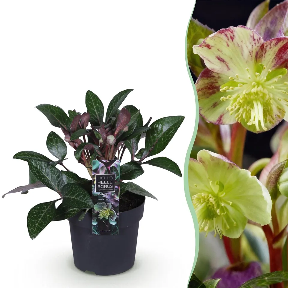 green-guardia-helleborus-purple-marble-staude-14cm-lila-winterbl-hend image 1