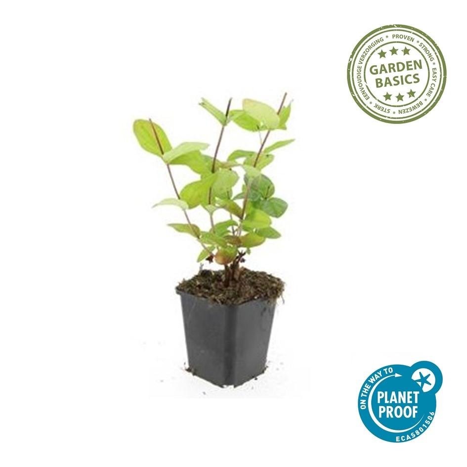 green-guardia-johanniskraut-beauty-zierstrauch-9-cm-topf image 1