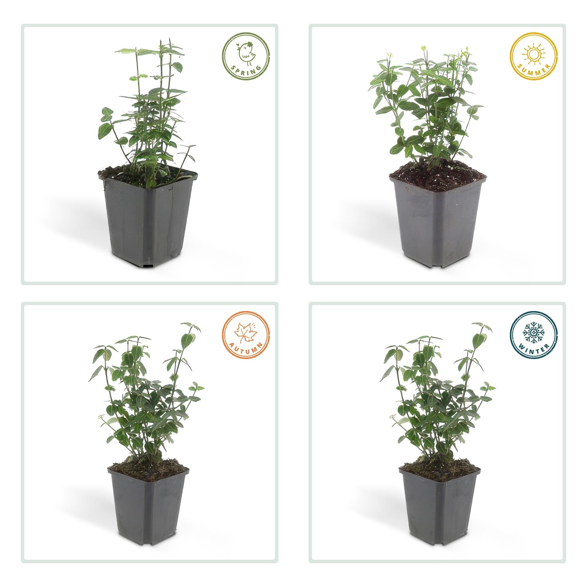 green-guardia-unsere-pflanzen-spindelstrauch-radicans-6-st-ck image 3