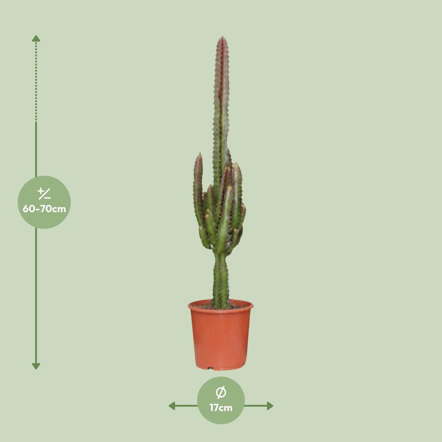 green-guardia-unsere-pflanzen-euphorbia-trigona-sukkulente-40cm-12cm-topf image 4