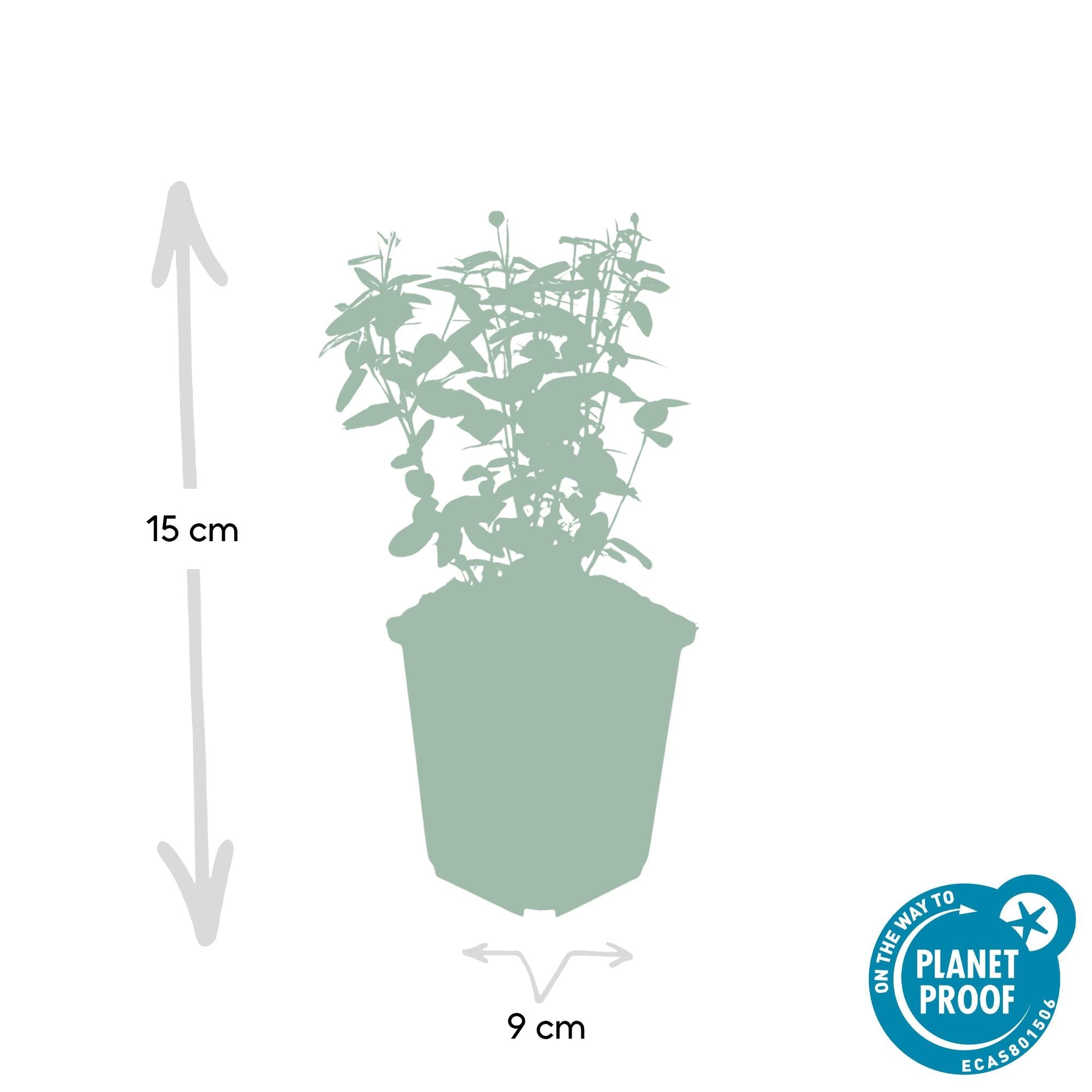 green-guardia-unsere-pflanzen-spindelstrauch-radicans-6-st-ck image 2