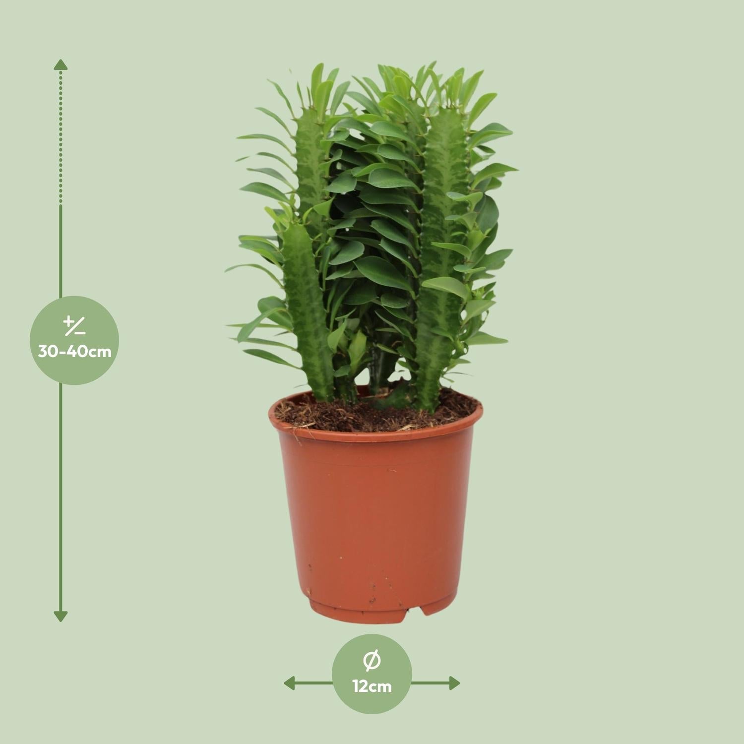 green-guardia-euphorbia-trigona-milchbaum-sukkulente-70-cm image 2