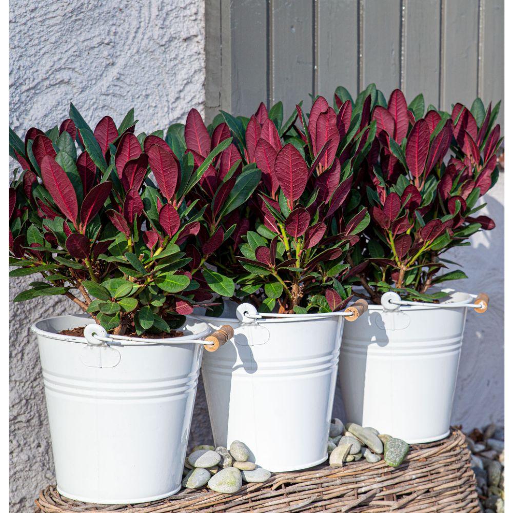 green-guardia-rhododendron-wine-roses-zimmerpflanze-13-cm-topf-immergr-n image 3