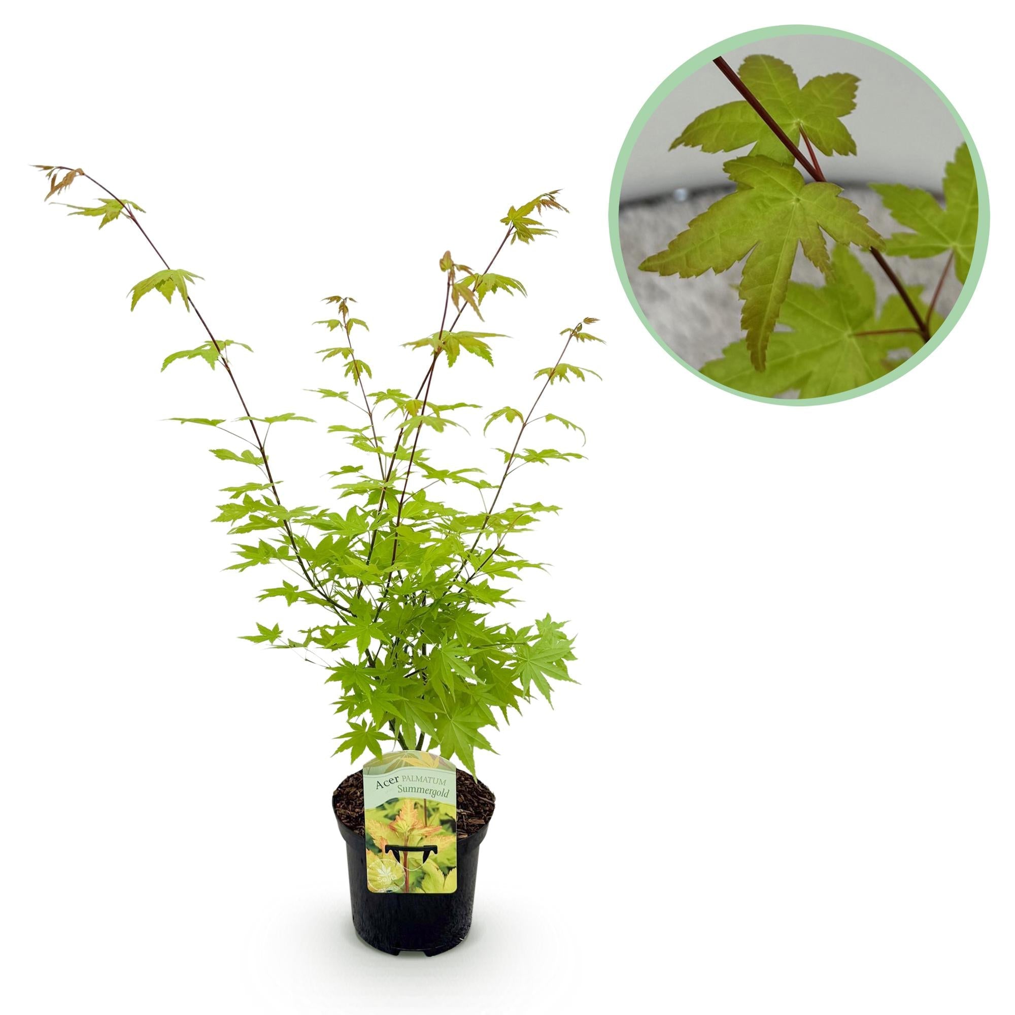green-guardia-acer-summergold-japanischer-ahorn-19cm image 1