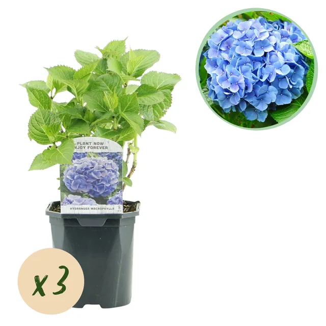 green-guardia-hydrangea-hortensie-3-pflanzen-blau-30-cm image 1