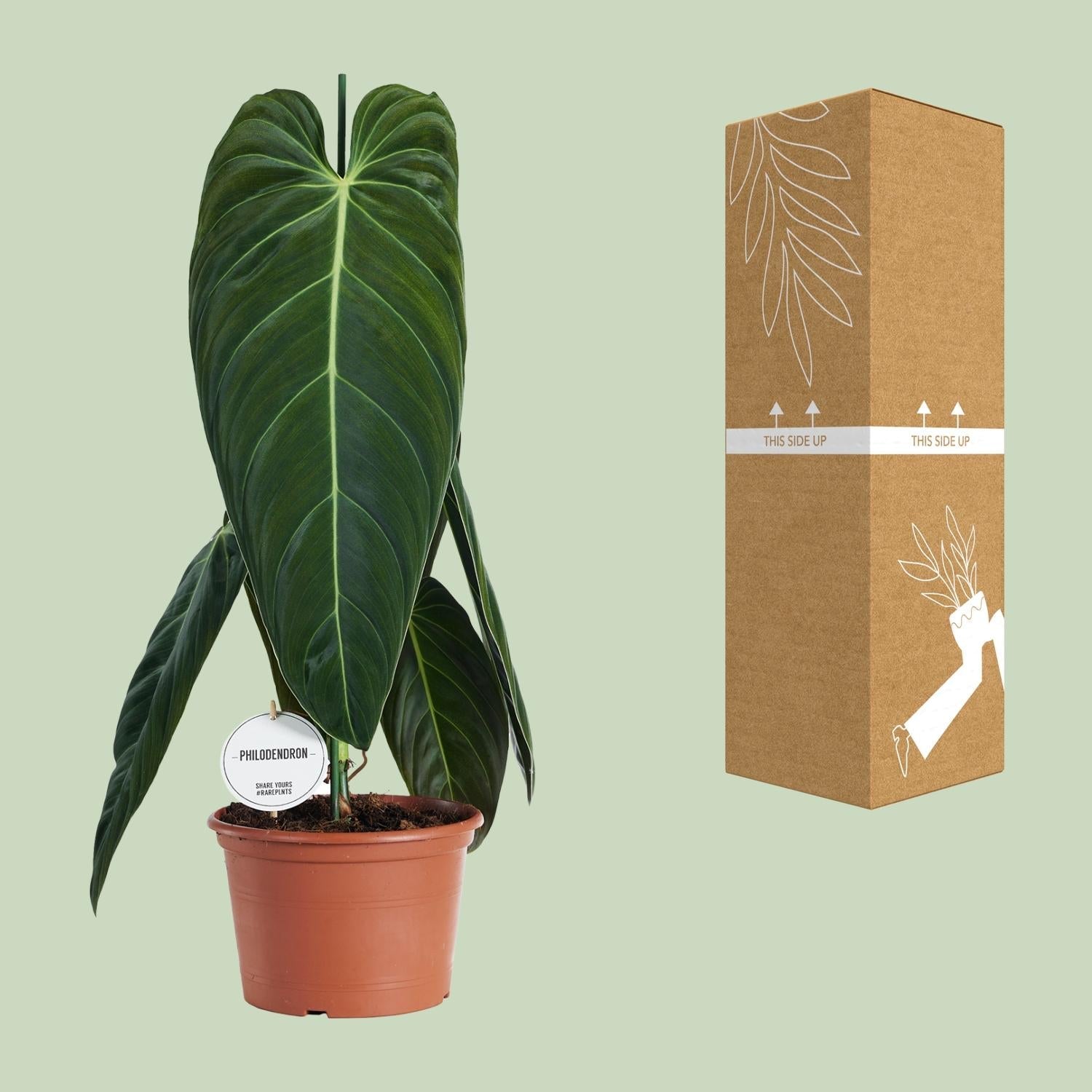 green-guardia-philodendron-melanochrysum-75-cm-21-cm-topf image 3