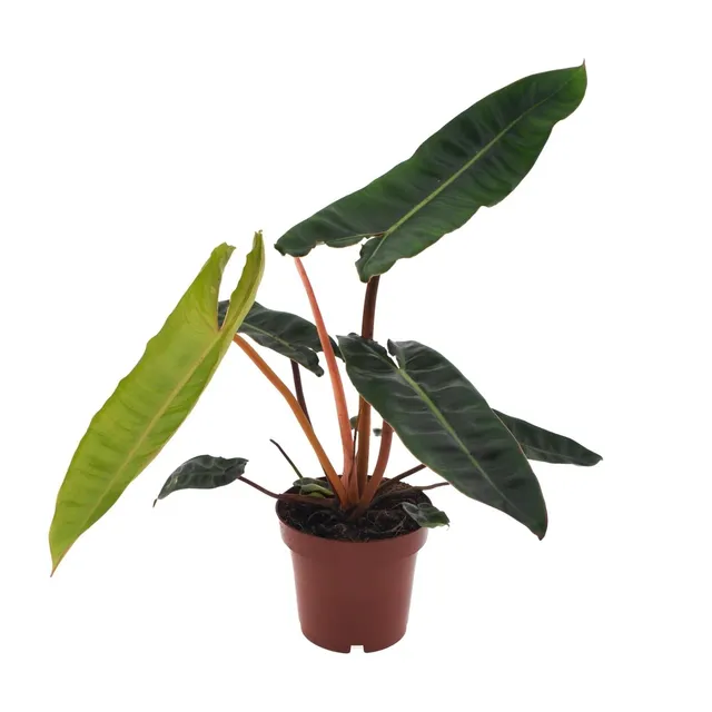 green-guardia-unsere-pflanzen-philodendron-billietiae-baumfreund-12cm image 1