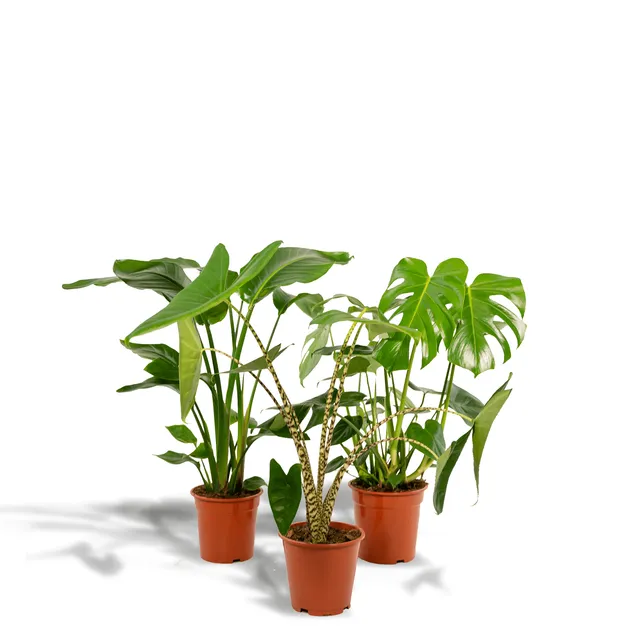 green-guardia-monstera-alocasia-strelitzia-zimmerpflanzen-set-3x image 1