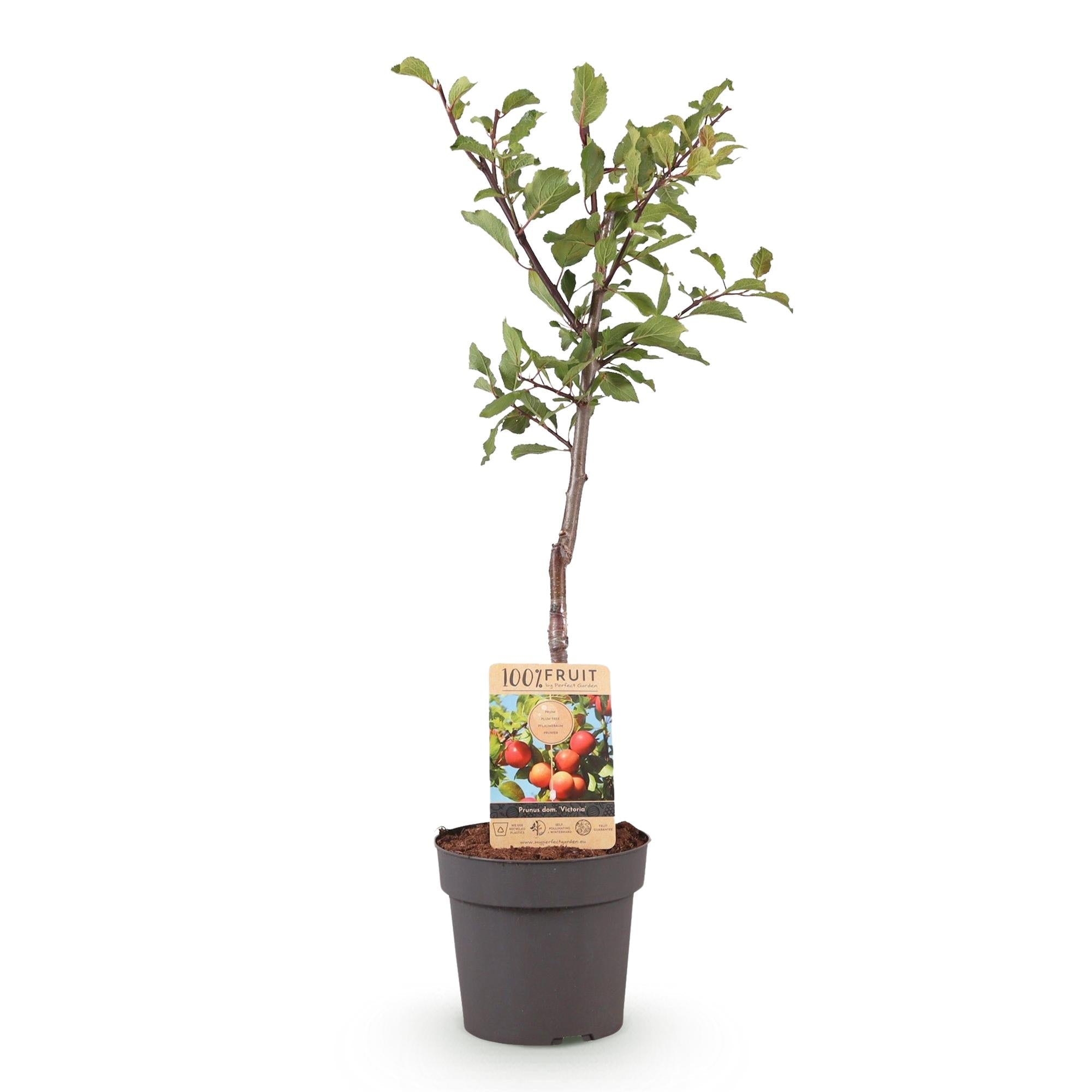 green-guardia-prunus-victoria-pflaumenbaum-21cm-topf-90cm image 2