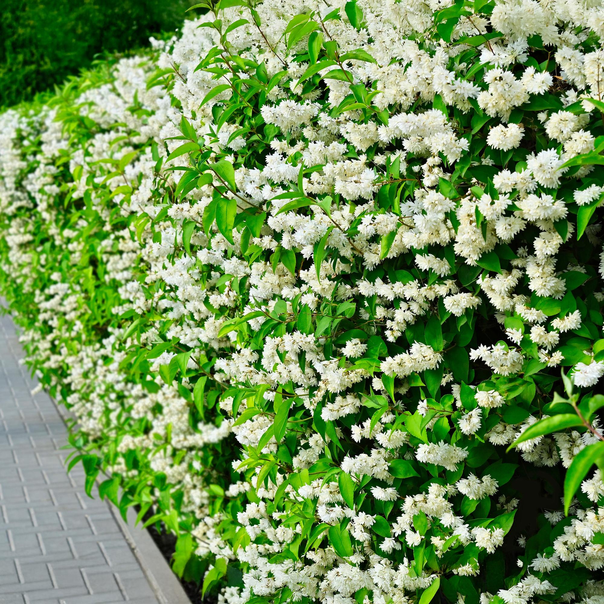 green-guardia-snowbelle-bauernjasmin-wei-17-cm-topf image 4