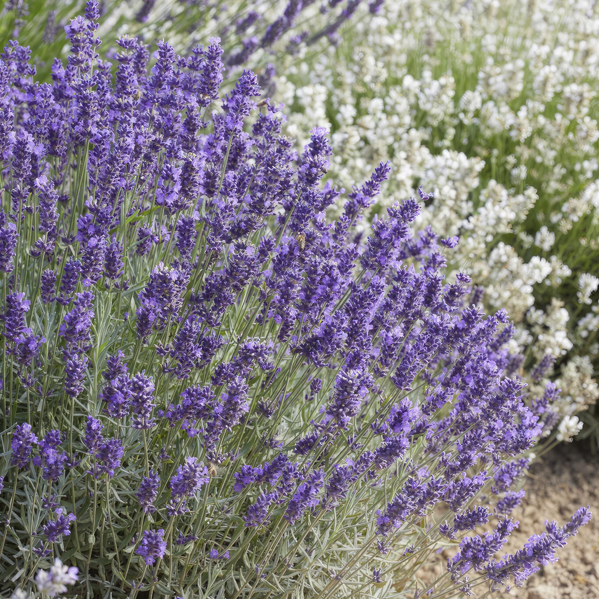 green-guardia-hidcote-lavandula-lavendel-6-pflanzen-9cm-violett image 6
