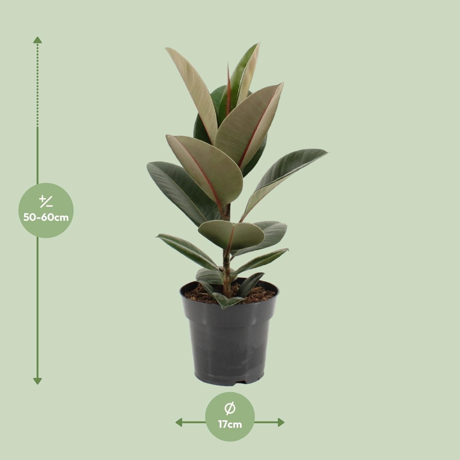 green-guardia-unsere-pflanzen-ficus-elastica-robusta-gummibaum-35-cm image 5