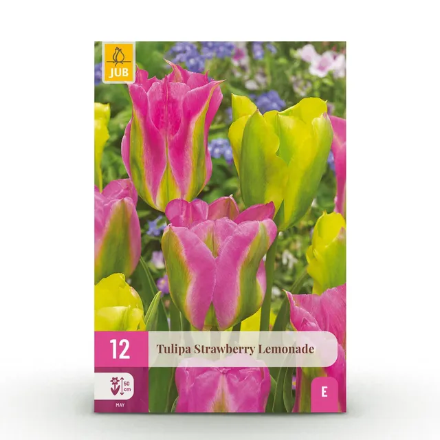 green-guardia-tulipa-strawberry-lemonade-blumenzwiebeln-12-st-ck image 1