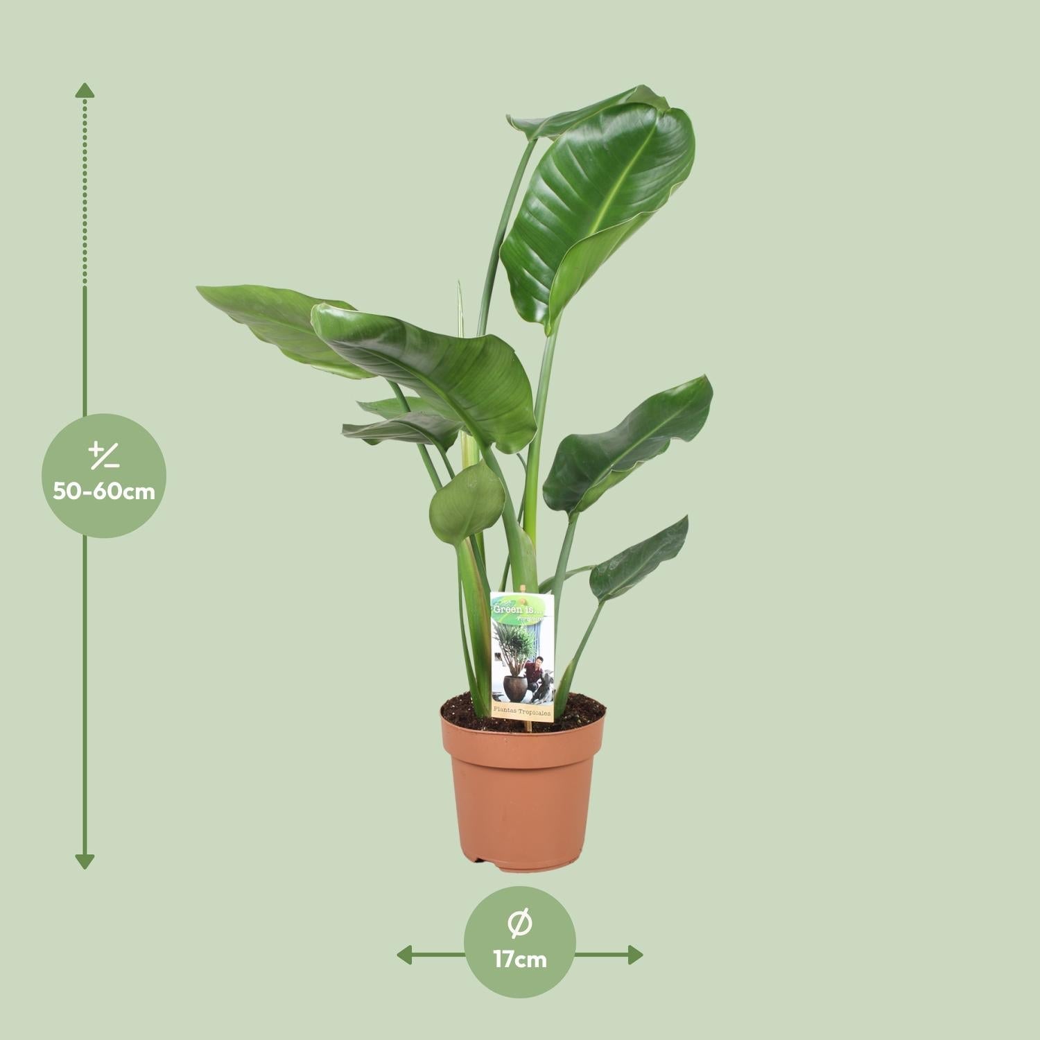 green-guardia-unsere-pflanzen-strelitzia-nicolai-90-cm-wei-e-bl-te-zimmerpflanze image 3