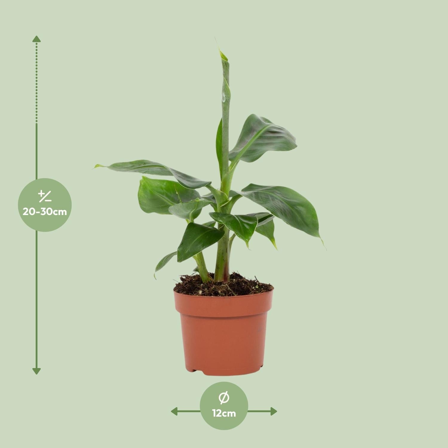 green-guardia-musa-tropicana-zwergbanane-12-cm-topf-bananenpflanze image 2