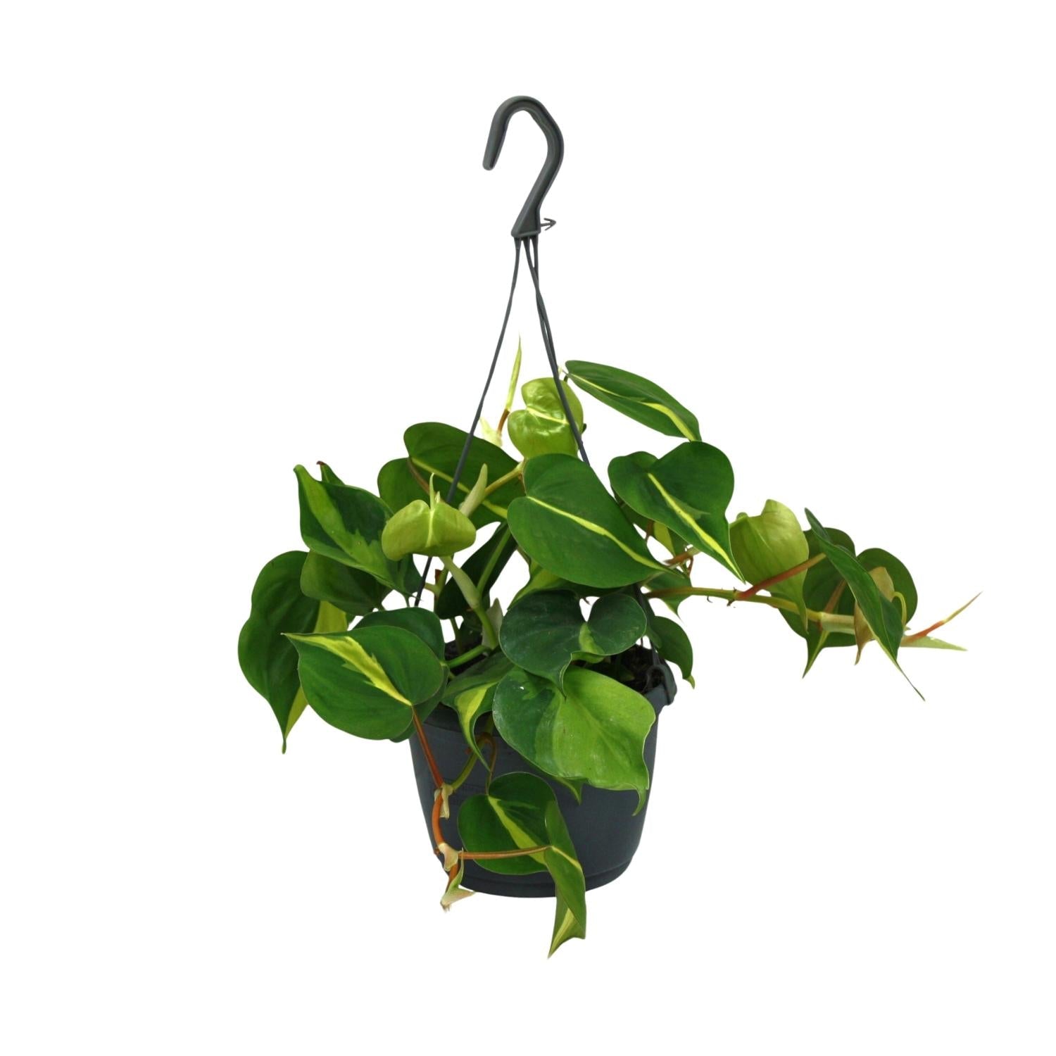 green-guardia-unsere-pflanzen-philodendron-brasil-15cm-zimmerpfl image 1