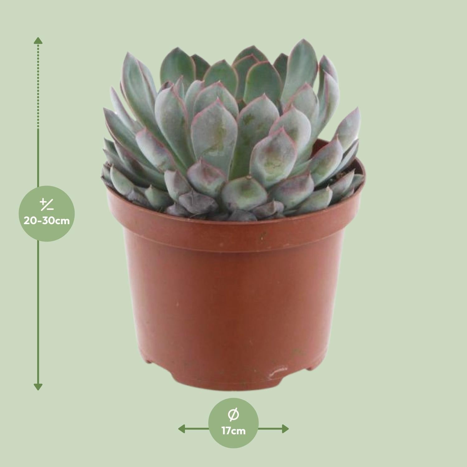 green-guardia-echeveria-pelisuda-sukkulente-17cm-topf image 2